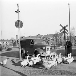 Sofielundsplan-gäss-1948